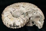 Bumpy Douvilleiceras Ammonite Fossil #16921-2